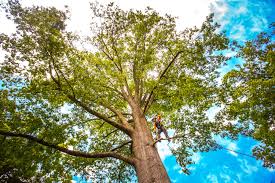 Best Hazardous Tree Removal  in Olivet, NJ