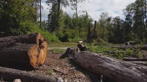 Best Storm Damage Tree Cleanup  in Olivet, NJ