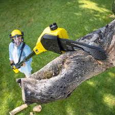 Best Tree and Shrub Care  in Olivet, NJ