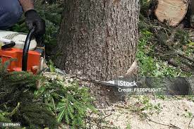 Best Commercial Tree Services  in Olivet, NJ