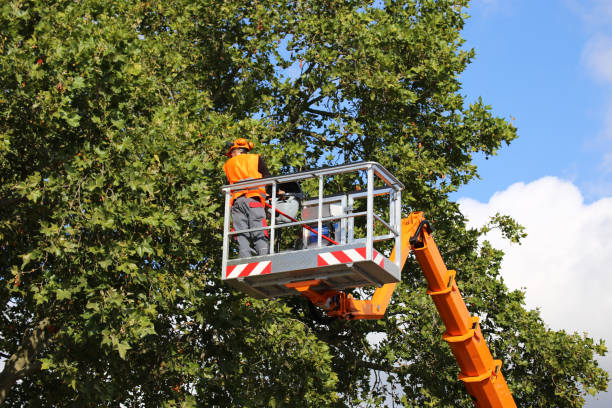 Best Hazardous Tree Removal  in Olivet, NJ
