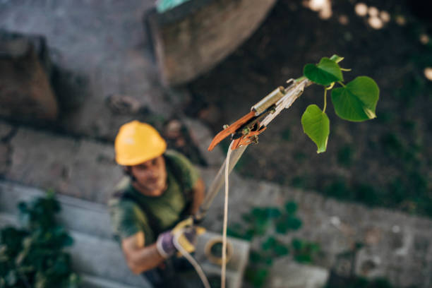 Best Fruit Tree Pruning  in Olivet, NJ