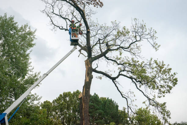 Best Aeration Services  in Olivet, NJ