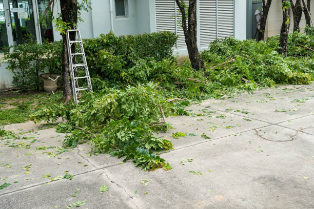 Best Tree Risk Assessment  in Olivet, NJ