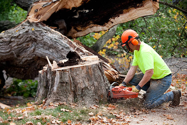 Best Tree Maintenance Programs  in Olivet, NJ