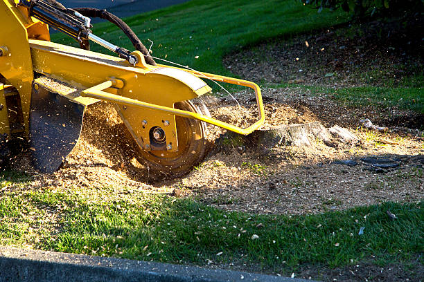 Leaf Removal in Olivet, NJ