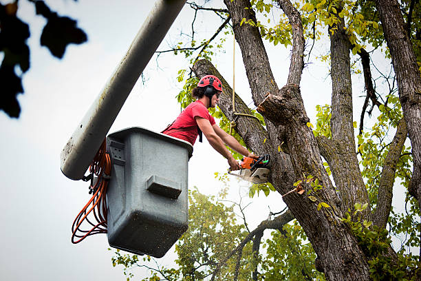 Best Leaf Removal  in Olivet, NJ
