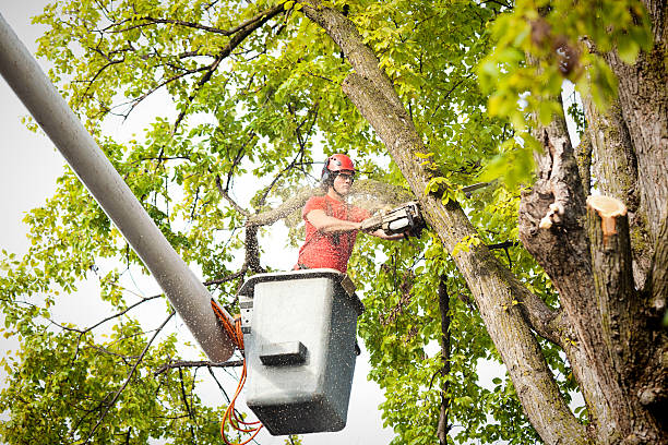 Best Fruit Tree Pruning  in Olivet, NJ